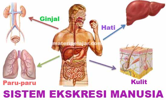 Detail Gambar Alat Ekskresi Nmanusia Nomer 18