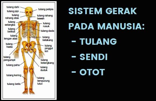 Detail Gambar Alat Gerak Manusia Nomer 8