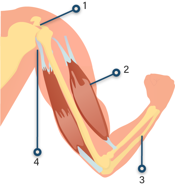 Detail Gambar Alat Gerak Manusia Nomer 9