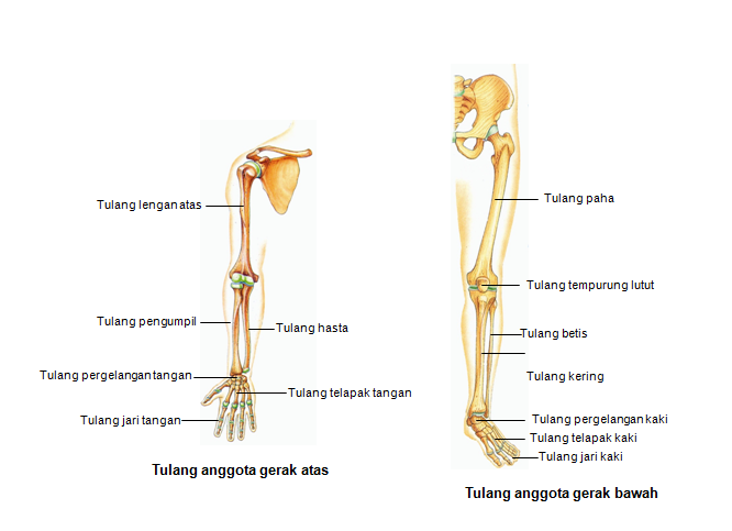 Detail Gambar Alat Gerak Manusia Nomer 12