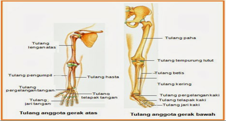 Detail Gambar Alat Gerak Manusia Nomer 14