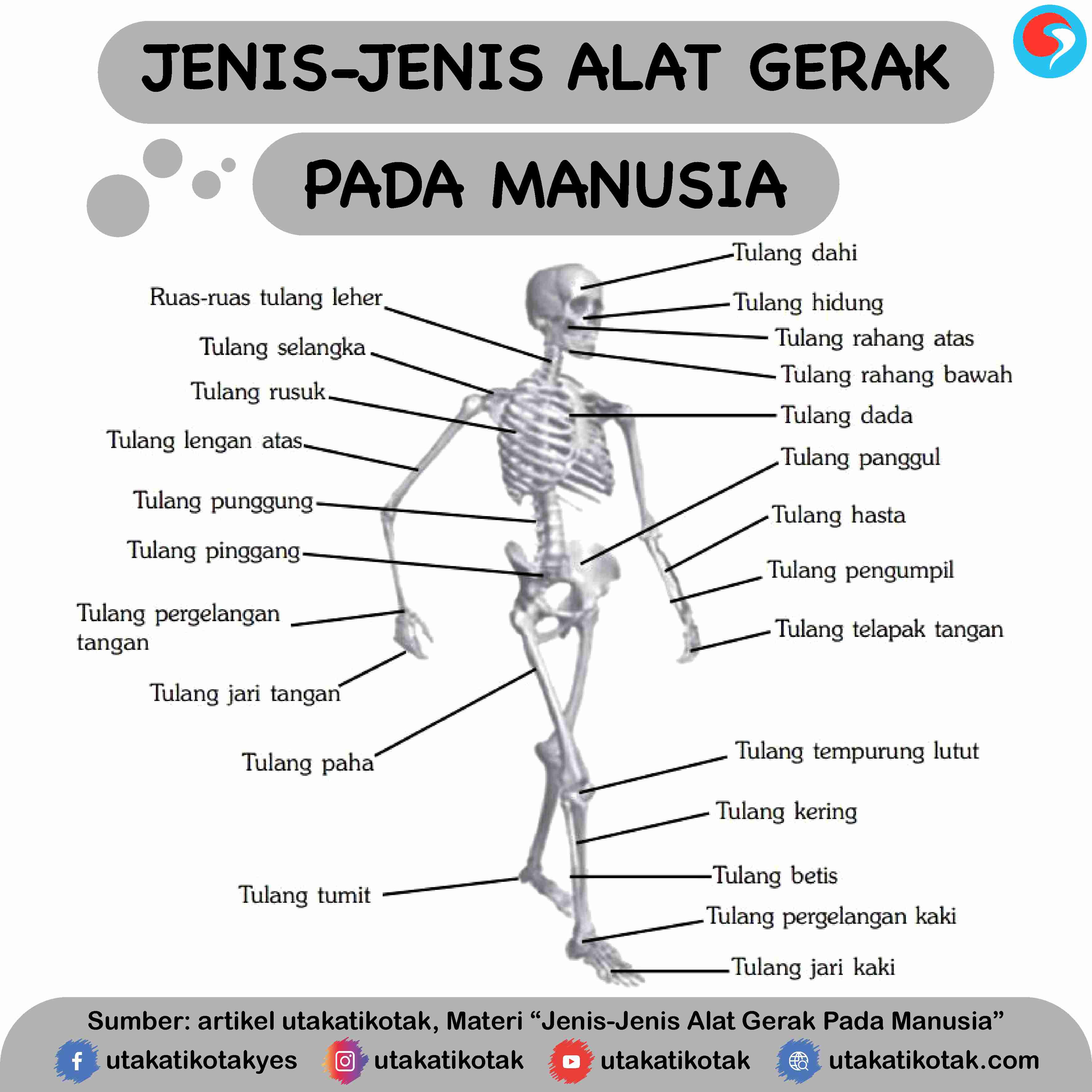 Detail Gambar Alat Gerak Manusia Nomer 3