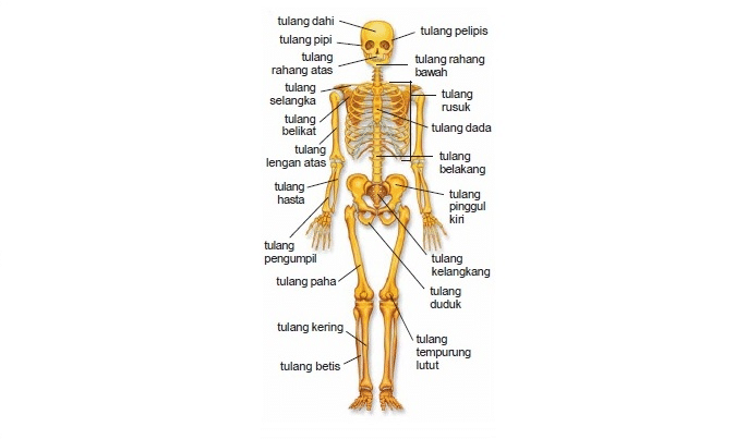 Detail Gambar Alat Gerak Manusia Nomer 23