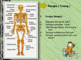 Detail Gambar Alat Gerak Manusia Nomer 32