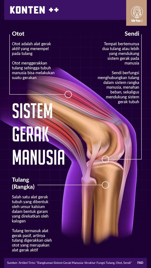 Detail Gambar Alat Gerak Manusia Nomer 39