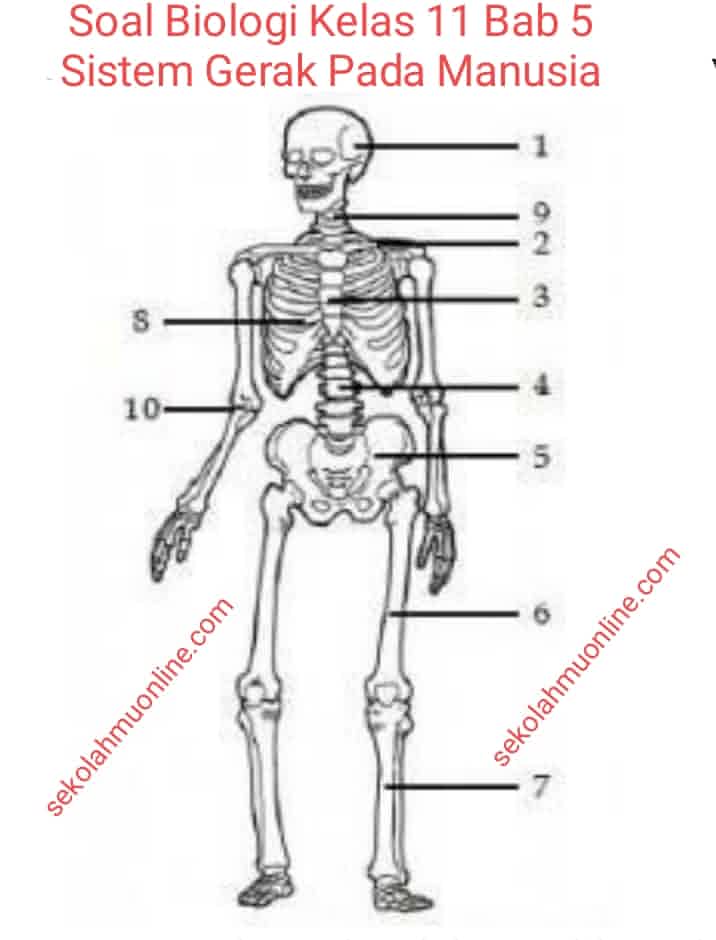 Detail Gambar Alat Gerak Manusia Nomer 50