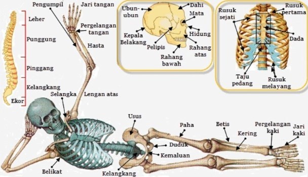 Detail Gambar Alat Gerak Manusia Nomer 6