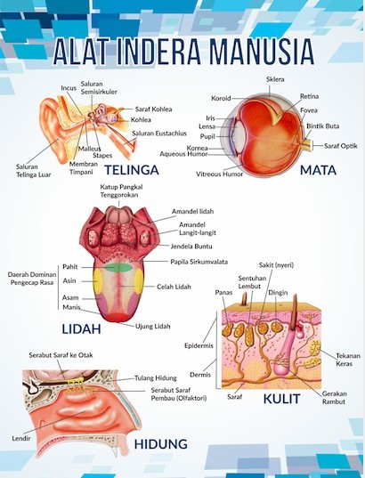 Detail Gambar Alat Inderamanusia Nomer 3