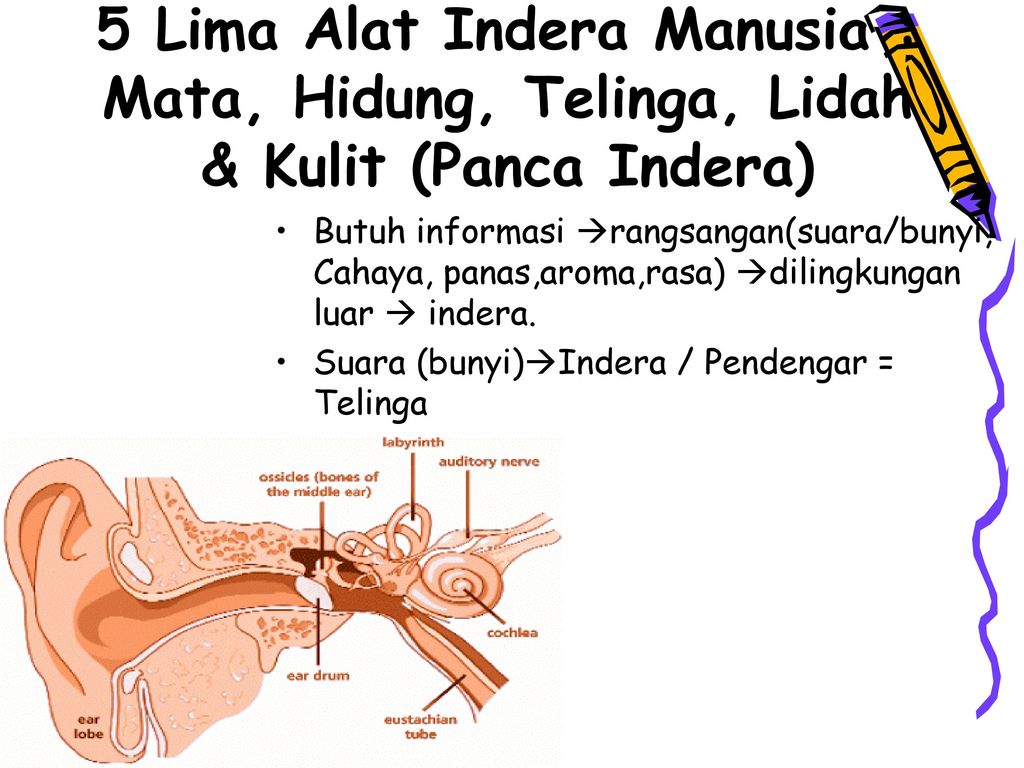 Detail Gambar Alat Inderamanusia Nomer 17