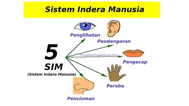 Detail Gambar Alat Inderamanusia Nomer 5