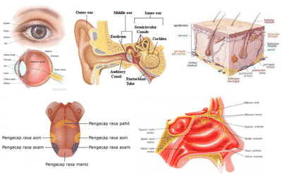 Gambar Alat Indra Beserta Keterangan Nya - KibrisPDR