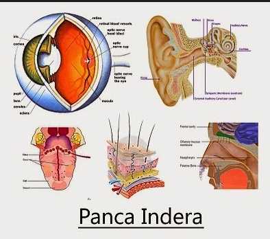 Detail Gambar Alat Indra Beserta Keterangan Nya Nomer 2