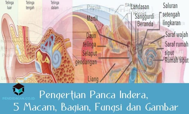 Detail Gambar Alat Indra Beserta Keterangan Nya Nomer 10