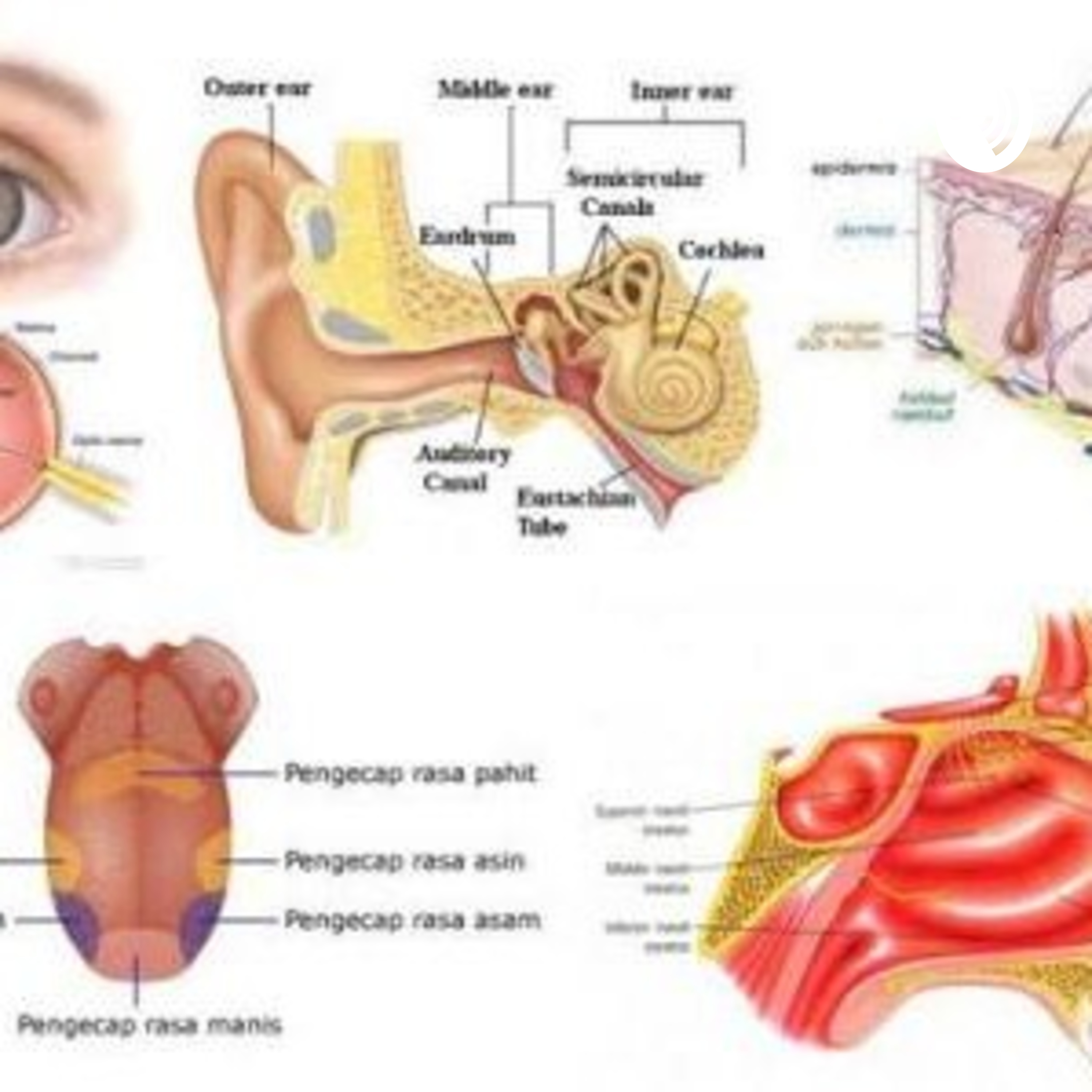 Detail Gambar Alat Indra Beserta Keterangan Nya Nomer 12