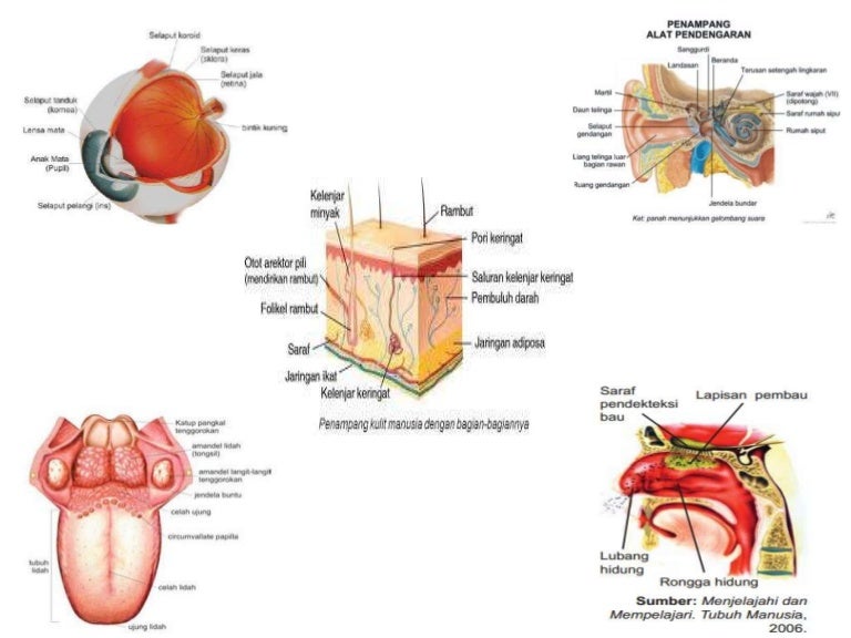 Detail Gambar Alat Indra Beserta Keterangan Nya Nomer 13