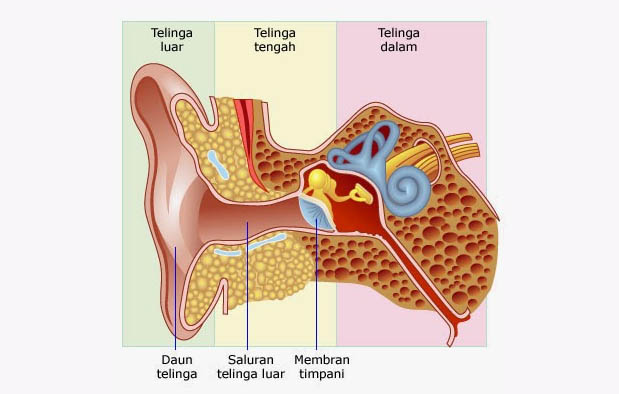 Detail Gambar Alat Indra Beserta Keterangan Nya Nomer 14