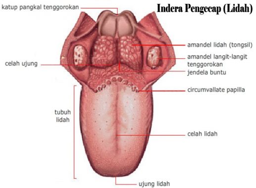 Detail Gambar Alat Indra Beserta Keterangan Nya Nomer 15