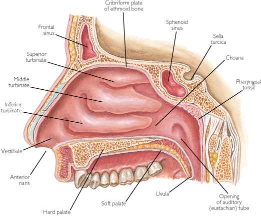 Detail Gambar Alat Indra Beserta Keterangan Nya Nomer 23