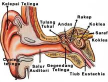 Detail Gambar Alat Indra Beserta Keterangan Nya Nomer 26