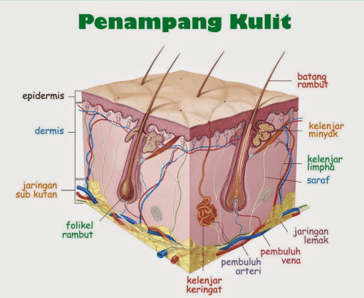 Detail Gambar Alat Indra Beserta Keterangan Nya Nomer 27