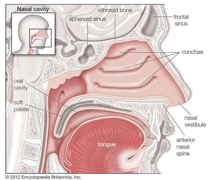 Detail Gambar Alat Indra Beserta Keterangan Nya Nomer 29