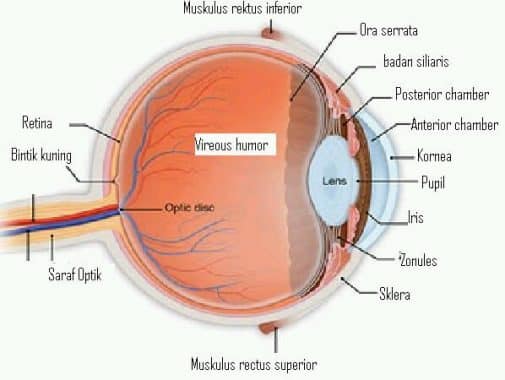 Detail Gambar Alat Indra Beserta Keterangan Nya Nomer 30