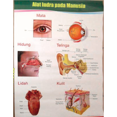 Detail Gambar Alat Indra Beserta Keterangan Nya Nomer 31