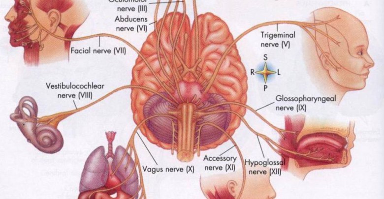 Detail Gambar Alat Indra Beserta Keterangan Nya Nomer 35