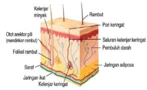 Detail Gambar Alat Indra Beserta Keterangan Nya Nomer 37