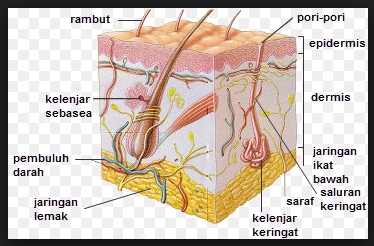 Detail Gambar Alat Indra Beserta Keterangan Nya Nomer 38