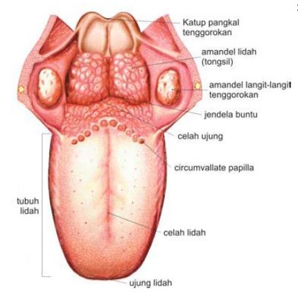 Detail Gambar Alat Indra Beserta Keterangan Nya Nomer 39