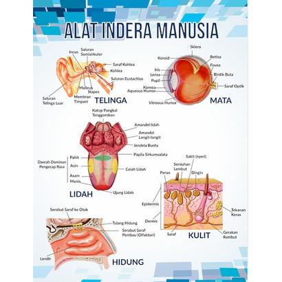 Detail Gambar Alat Indra Beserta Keterangan Nya Nomer 6