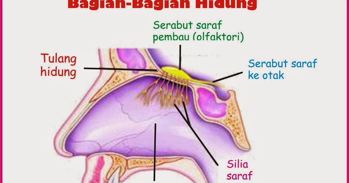 Detail Gambar Alat Indra Beserta Keterangan Nya Nomer 44