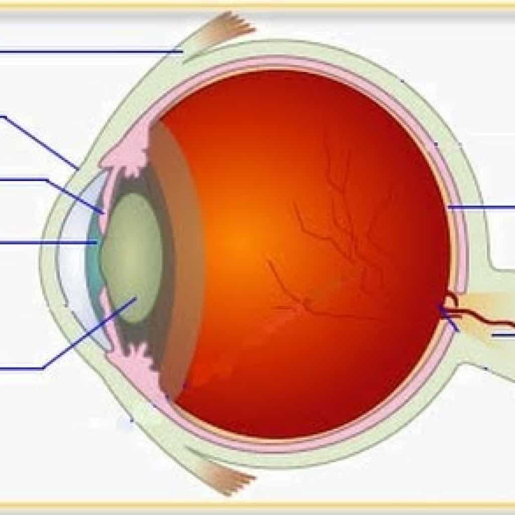 Detail Gambar Alat Indra Beserta Keterangan Nya Nomer 45