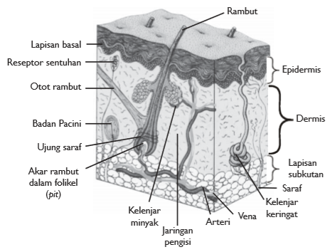 Detail Gambar Alat Indra Beserta Keterangan Nya Nomer 46