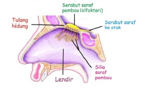 Detail Gambar Alat Indra Beserta Keterangan Nya Nomer 47