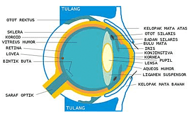 Detail Gambar Alat Indra Beserta Keterangan Nya Nomer 48