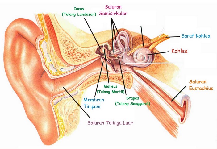 Detail Gambar Alat Indra Beserta Keterangan Nya Nomer 7