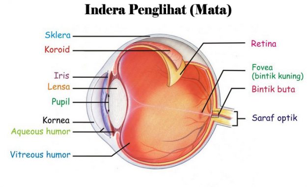 Detail Gambar Alat Indra Beserta Keterangan Nya Nomer 9