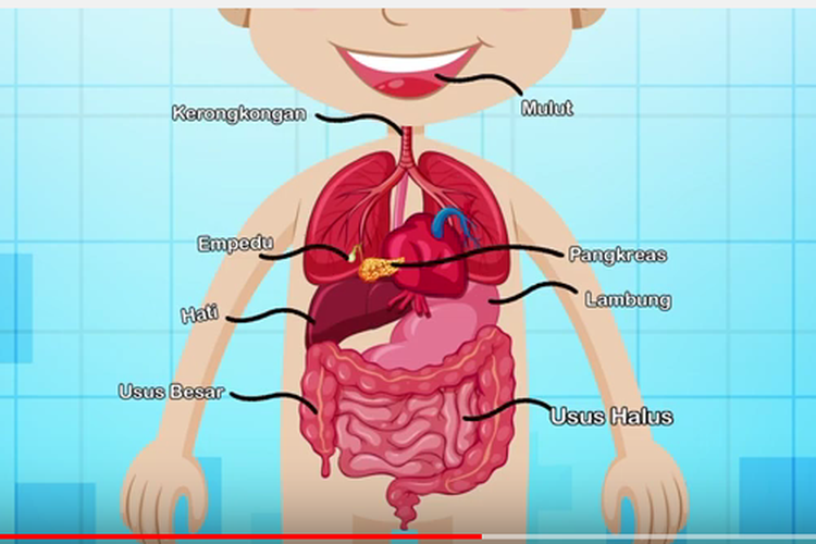 Detail Gambar Alat Pencernaan Manusia Nomer 4