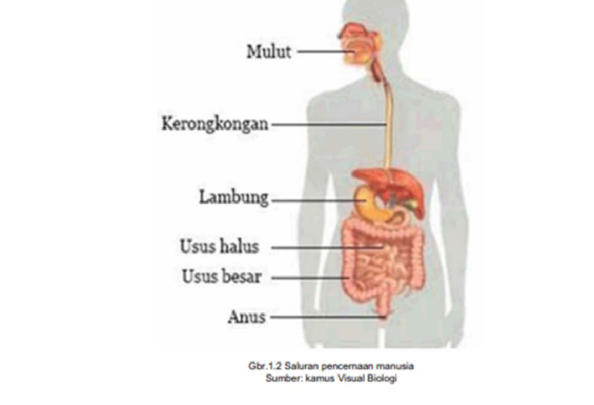 Detail Gambar Alat Pencernaan Manusia Nomer 5