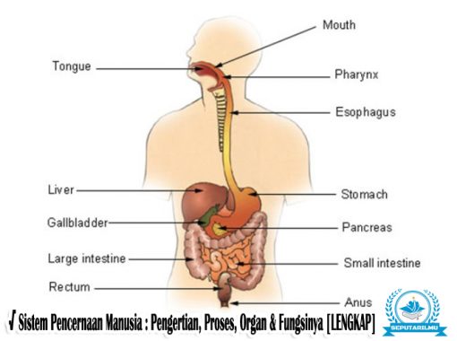 Detail Gambar Alat Pencernaan Manusia Nomer 48