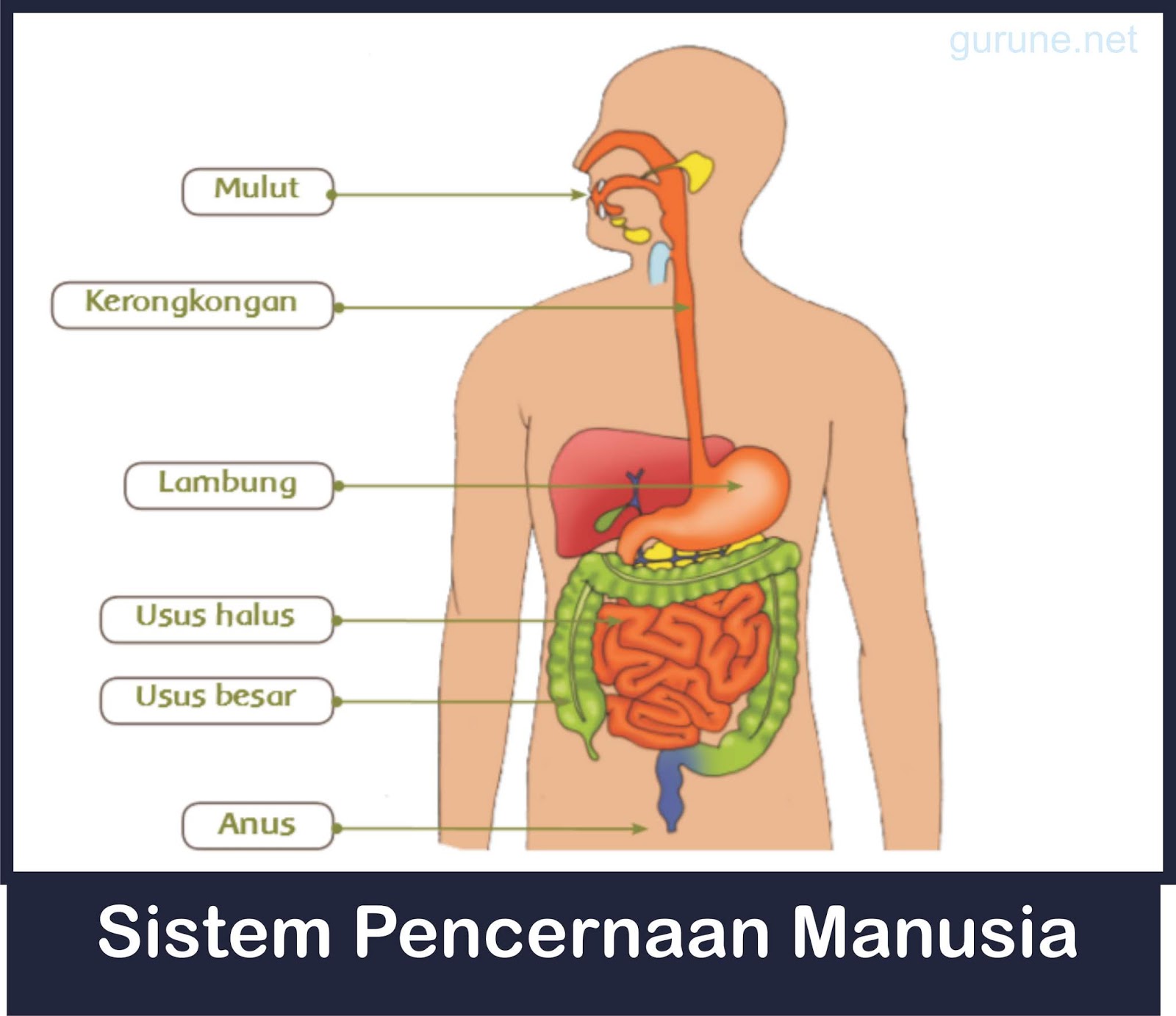 Detail Gambar Alat Pencernaan Manusia Dan Fungsinya Nomer 20