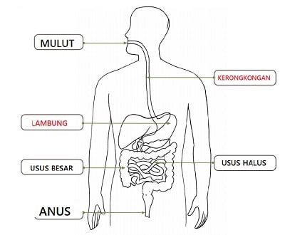 Detail Gambar Alat Pencernaan Manusia Dan Fungsinya Nomer 23