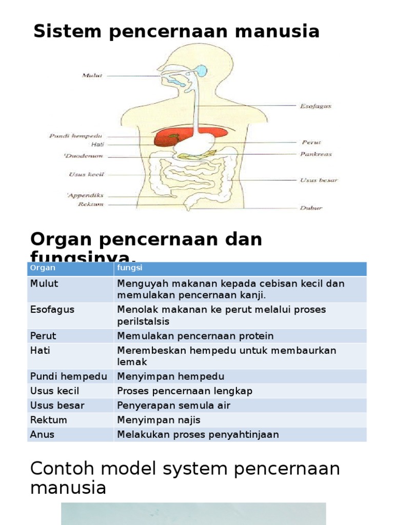 Detail Gambar Alat Pencernaan Manusia Dan Fungsinya Nomer 30