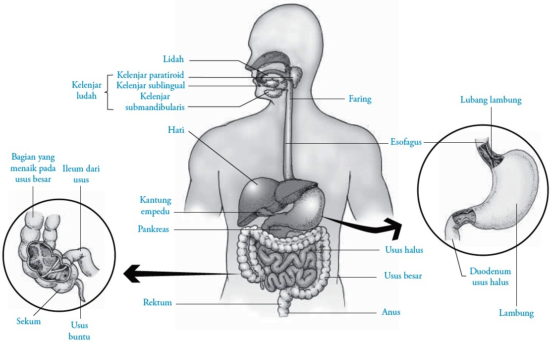 Detail Gambar Alat Pencernaan Manusia Dan Fungsinya Nomer 41