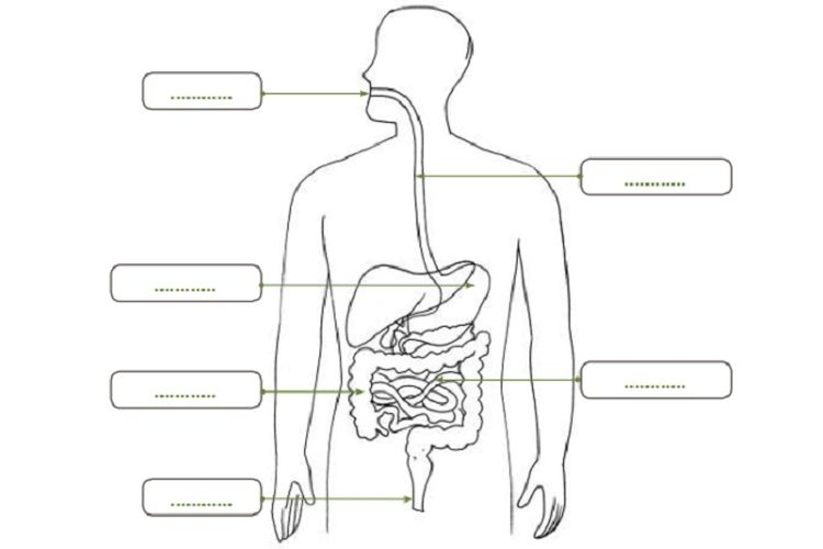 Detail Gambar Alat Pencernaan Manusia Dan Fungsinya Nomer 54