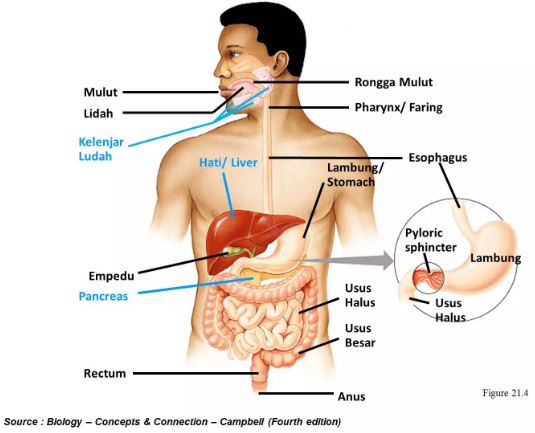 Detail Gambar Alat Pencernaan Manusia Dan Fungsinya Nomer 8