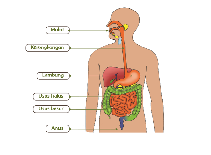 Gambar Alat Pencernaan Pada Manusia - KibrisPDR