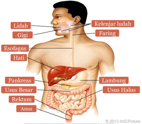 Detail Gambar Alat Pencernaan Pada Manusia Nomer 14